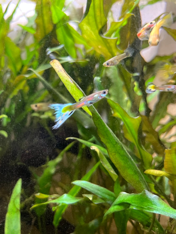 Guppy fish