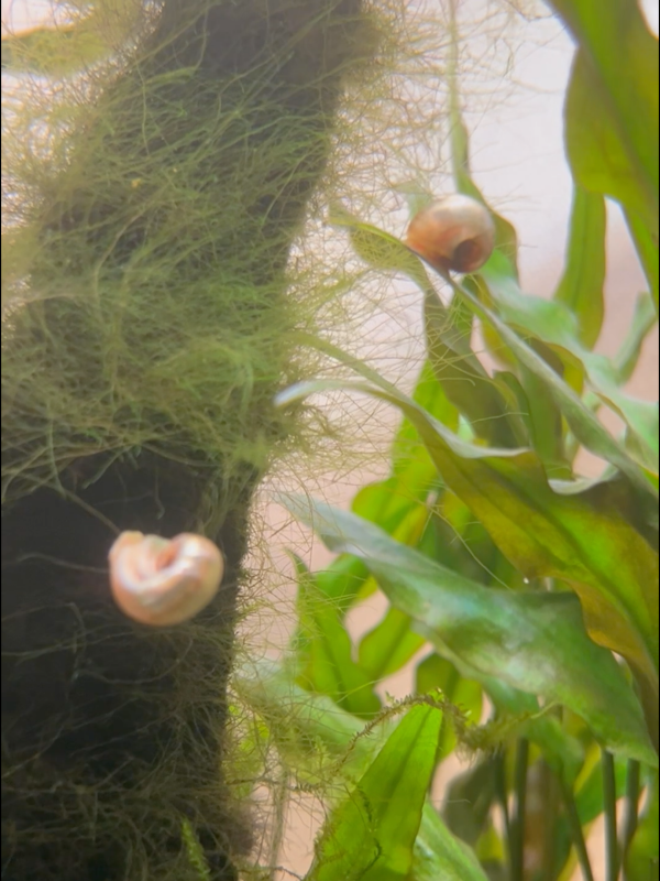 Aquarium snails