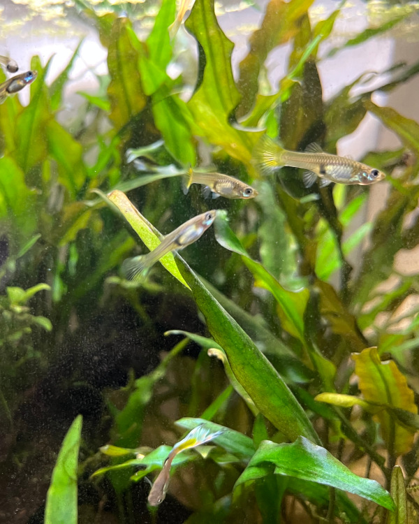 Guppies