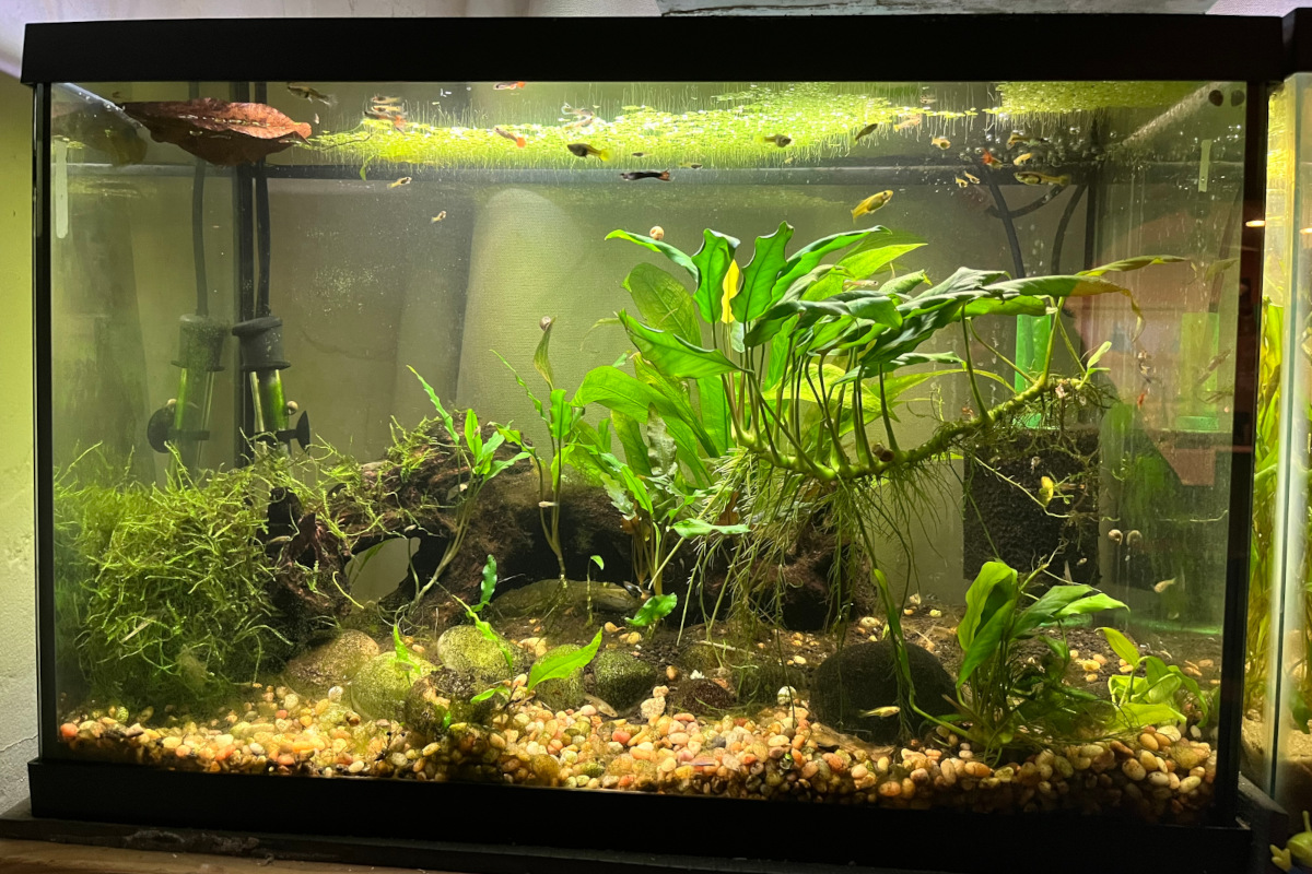 Guppy Tank 1 – 20 gallon guppy fish habitat