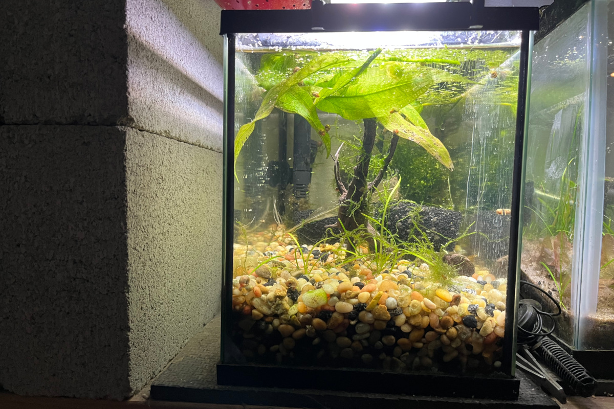 Snail Tank – 5 gallon snail habitat