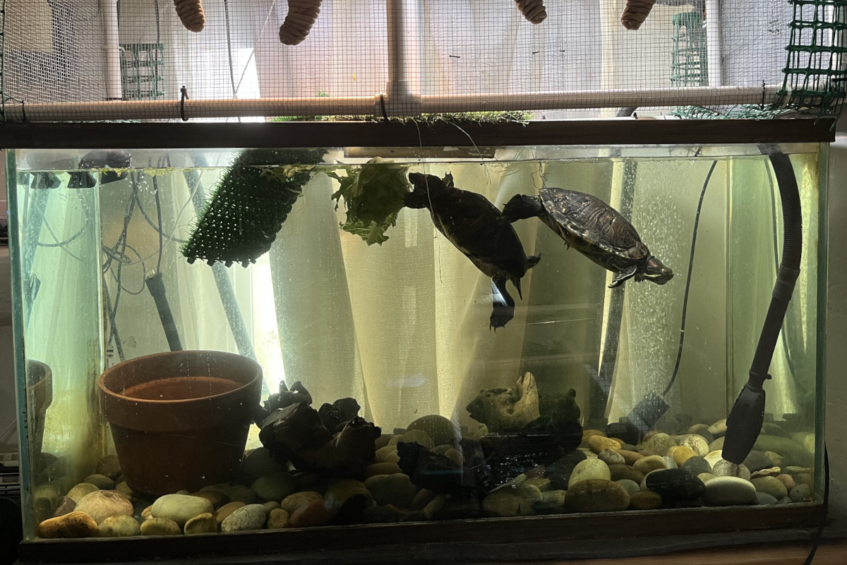 Turtle Tank 1 – 100 gallon red-eared slider habitat